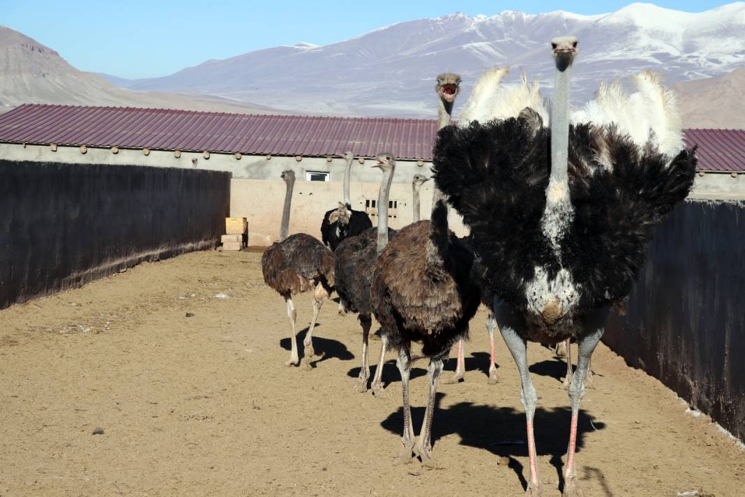 Bu yumurta tam 25 tavuk yumurtasına denk geliyor 3